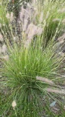 willow bush plant blowing slow in the breeze wind close up vertical view