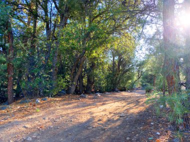 a sunny morning forest hiking mountain trail hike rays trees rural nature hike