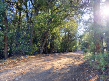 a sunny morning forest hiking mountain trail hike rays trees rural nature hike