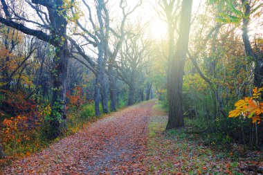 a walking park forest nature hiking trail dawn morning autumn foliage walk path