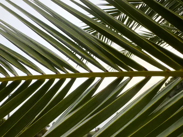 a palm fronds paradise island fruit climate shade exotic flora leaves shrub damp wet foliage florida growth fresh desert branch natural frond fern caribbean vacation leaf tree macro closeup tropical