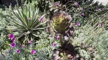 Bir video canlı bahar sulu çiçekleri sergiliyor, renkli çiçekler ve yemyeşil renkler sergiliyor. Canlı sahne yenilenmenin ve doğal güzelliğin özünü yakalıyor. İlkbahar için mükemmel.