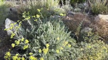 Canlı bir video, parlak kır çiçekleriyle dolu bir bahçeyi yakalıyor canlı renklerini ve ılık güneş ışığı altında sallanan doğal güzelliklerini sergiliyor.
