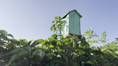 Serin bir video bahçeyi yakalıyor. Sarmaşıklarla kaplı bir çite tünemiş büyüleyici bir kuş evi. Yeşillik ve çiçeklerle çevrili.
