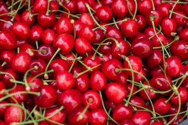 Taze toplanmış kırmızı kirazlı kırmızı meyveler