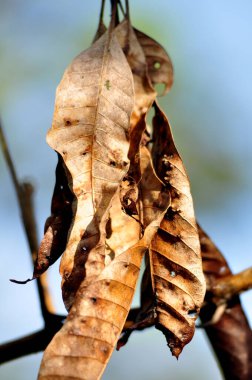 Seçici odak kuru yapraklar bokeh arkaplan mavi gökyüzü