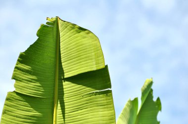 Muz yeşil renk bırakır mavi gökyüzü arkaplan seçici odak
