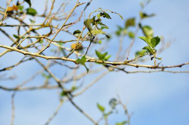 Mavi gökyüzündeki dut ağacının yaprakları ve dalları seçici bir odak noktası.