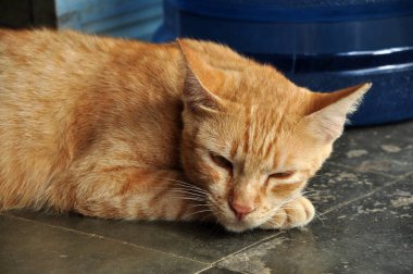 Kapalı sarı altın evcil kedi yerde uyuyor.