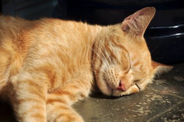 Kapalı sarı altın evcil kedi yerde uyuyor.