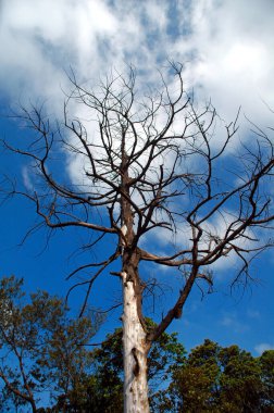 Ormanın ortasında yapraksız ölü bir ağaç ve mavi gökyüzü.