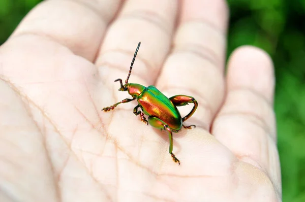 青蛙甲虫 Frog Beetle或Sagra Buquet 是一种属于菊科的甲虫 — 图库照片