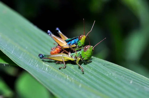 Ένα Ζευγάρι Ακρίδες Ζευγαρώνουν Ένα Πράσινο Φύλλο Επιλεκτική Εστίαση Θολό — Φωτογραφία Αρχείου