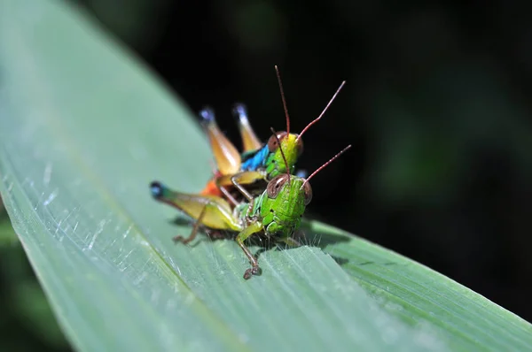 Ein Heuschreckenpaar Paart Sich Auf Einem Grünen Blatt Mit Selektivem — Stockfoto