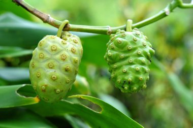 Morinda citrifolia veya non-i meyve seçici odak bulanık arka plan