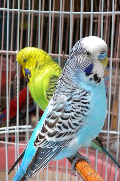 Colorful pet birds in cages at a bird market