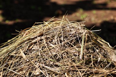 A pile of dry grass and straw with a blurred background