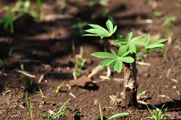 Newly Grown Cassava Leaf Shoots Stem Cuttings — Foto Stock