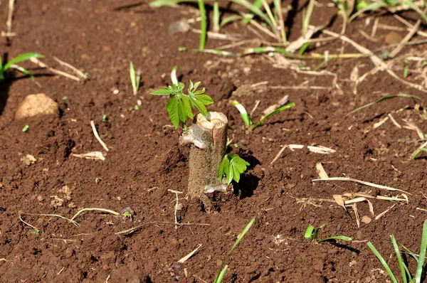 Newly grown cassava leaf shoots from stem cuttings