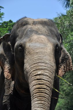 Sumatra filinin başı doğaya bakar.