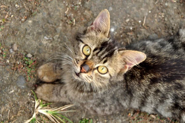 インドネシア産タビー猫 — ストック写真