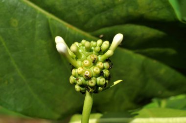 Siyah karıncalar ağaçsız çiçeğin tepesindeler.