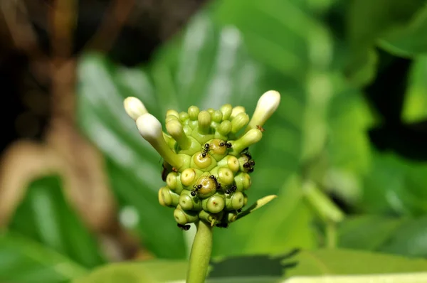 Las Hormigas Negras Están Parte Superior Flor Del Árbol Noni —  Fotos de Stock