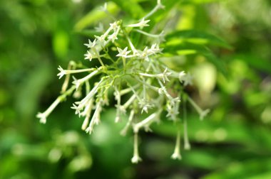 Arum dalu or Cestrum nocturnum night blooming jasmine flower close-up