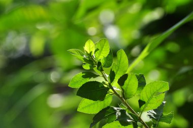 Seçici odak yeşil yapraklar bulanık arkaplan