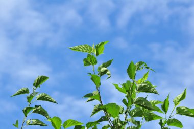 Yeşil dut yaprakları mavi gökyüzü arkaplanı
