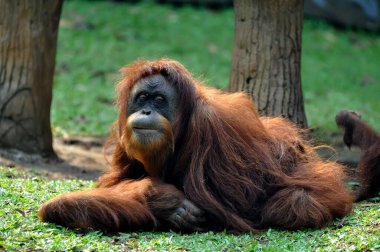 Yeşil çimlerin üzerinde bir orangutanın yakın çekimi