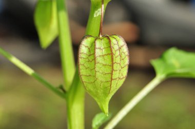 Ciplukan veya Physalis angulata L, Solanaceae familyasından bir patlıcan türüdür. Ciplukan, fisalin, saponinler, alkaloitler ve flavonoidler gibi tedaviler için kullanışlı olan çeşitli kimyasal maddeler içerir.