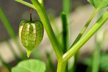 Ciplukan veya Physalis angulata L, Solanaceae familyasından bir patlıcan türüdür. Ciplukan, fisalin, saponinler, alkaloitler ve flavonoidler gibi tedaviler için kullanışlı olan çeşitli kimyasal maddeler içerir.