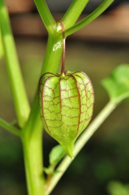 Ciplukan veya Physalis angulata L, Solanaceae familyasından bir patlıcan türüdür. Ciplukan, fisalin, saponinler, alkaloitler ve flavonoidler gibi tedaviler için kullanışlı olan çeşitli kimyasal maddeler içerir.