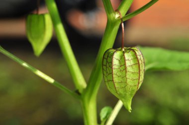 Ciplukan veya Physalis angulata L, Solanaceae familyasından bir patlıcan türüdür. Ciplukan, fisalin, saponinler, alkaloitler ve flavonoidler gibi tedaviler için kullanışlı olan çeşitli kimyasal maddeler içerir.