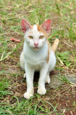 Beyaz ve sarı evcil bir kediye yakın çekim