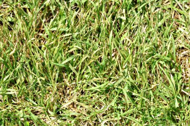 Çimen yeşili desen arkaplanı