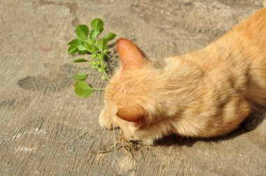 A yellow cat is enjoying the Acalypha indica plant. clipart