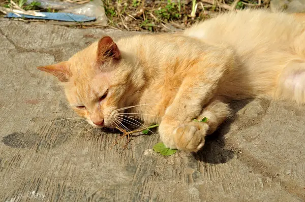 Sarı bir kedi Acalypha indica bitkisinin tadını çıkarıyor..