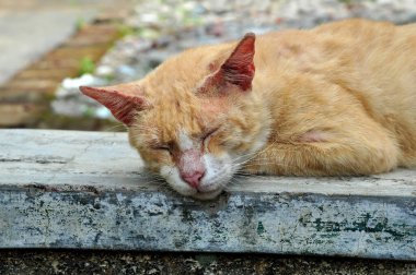 Sarı evcil kedi uyku seçicisi odaklan