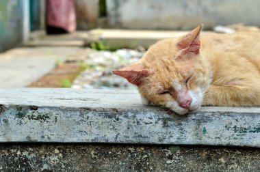 Sarı evcil kedi uyku seçicisi odaklan