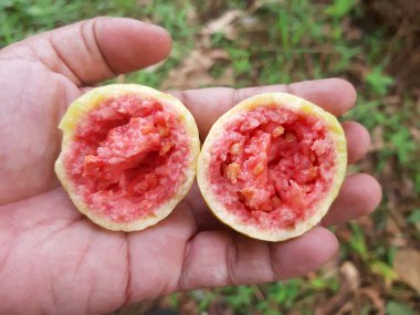 Yakın plan guava meyvesi seçici odak noktasında.