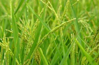 Yeşil çeltik pirincini yakın.