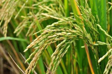 Bir çeltik tarlasında olgunlaşan altın pirinç sapının canlı bir yakın çekimi, sağlıklı büyümeyi ve potansiyel hasadı gösteriyor.