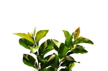 Kapalı yeşil yapraklar şeffaf arkaplan