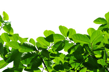 Kapalı yeşil yaprak şeffaf arkaplan