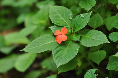 Yeşil Yapraklarla çevrili Tek Kırmızı Çiçek
