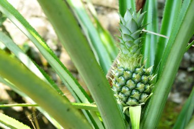 Bitki Üzerinde Büyüyen Genç Ananasın Yakın Çekimi