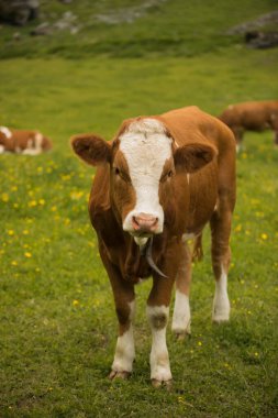 Kırmızı inek kafası, güzel gözleri ve pembe burnu var..