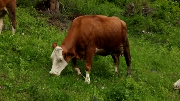奶牛在田野里吃草 — 图库视频影像